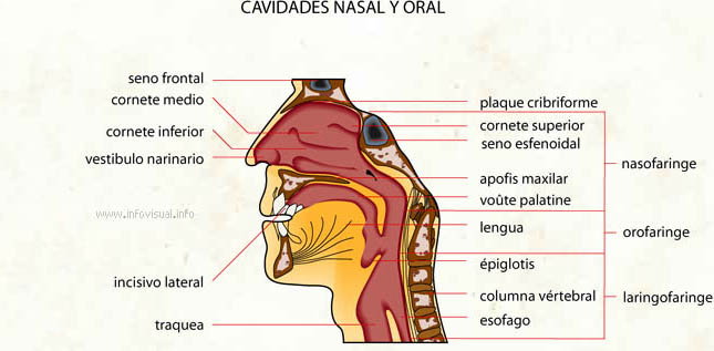 vestibulo oral que es vestibulo nasal que es 28 images dor no nariz causas e vestibulo oral que es vestibulo nasal que es 28 images dor no nariz causas e