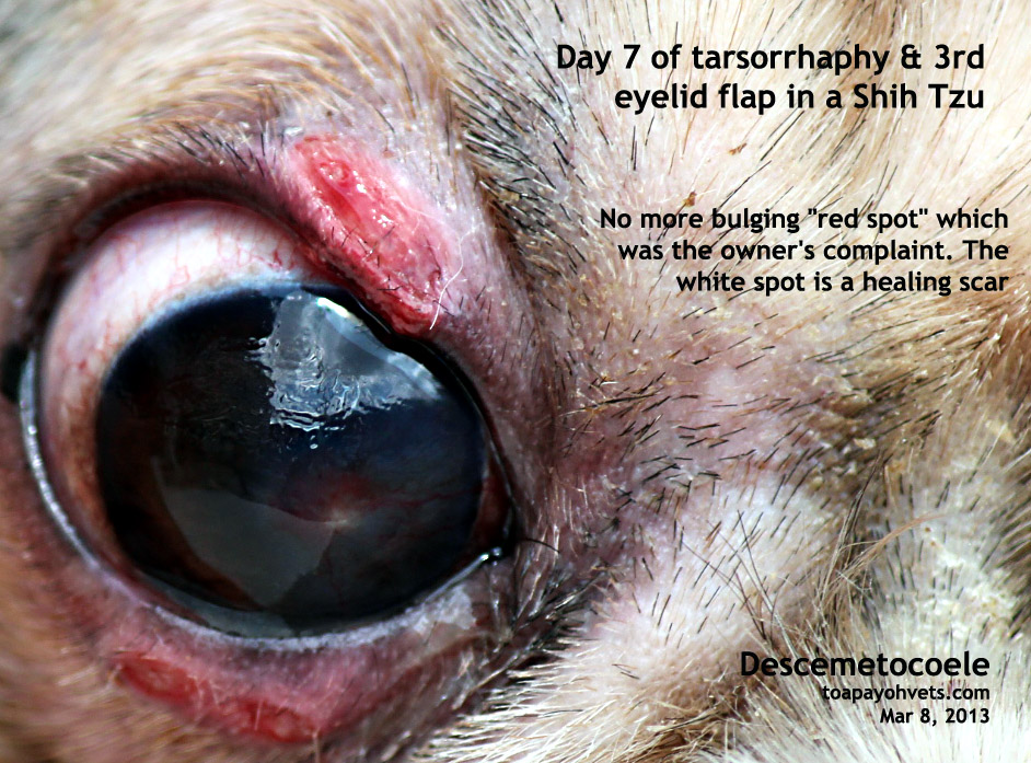 Can Dogs Get Myxomatosis Can Dogs Get Myxomatosis