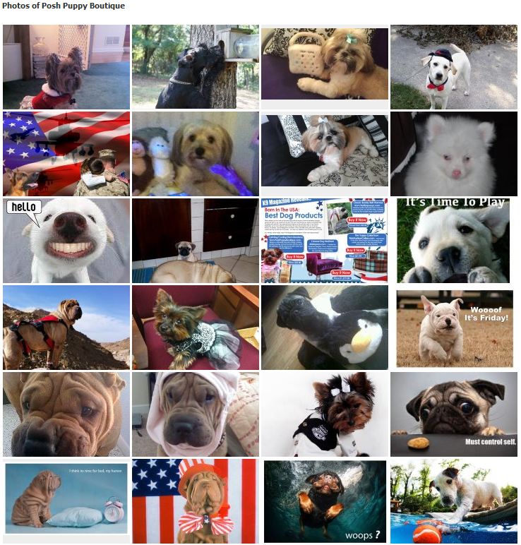 Your Pet's Photo Belongs on Our Facebook Page Posh Puppy Boutique