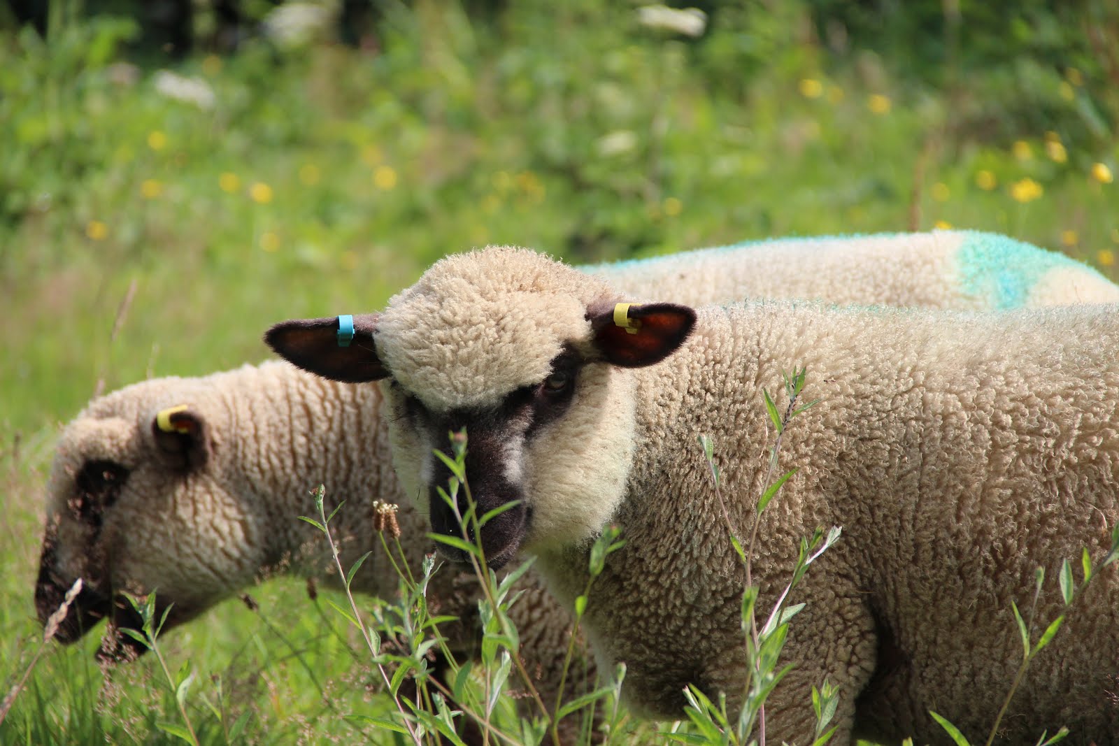 Our Wonderful Dorset Downs Sheep