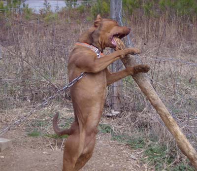 Pitbulls With Guns