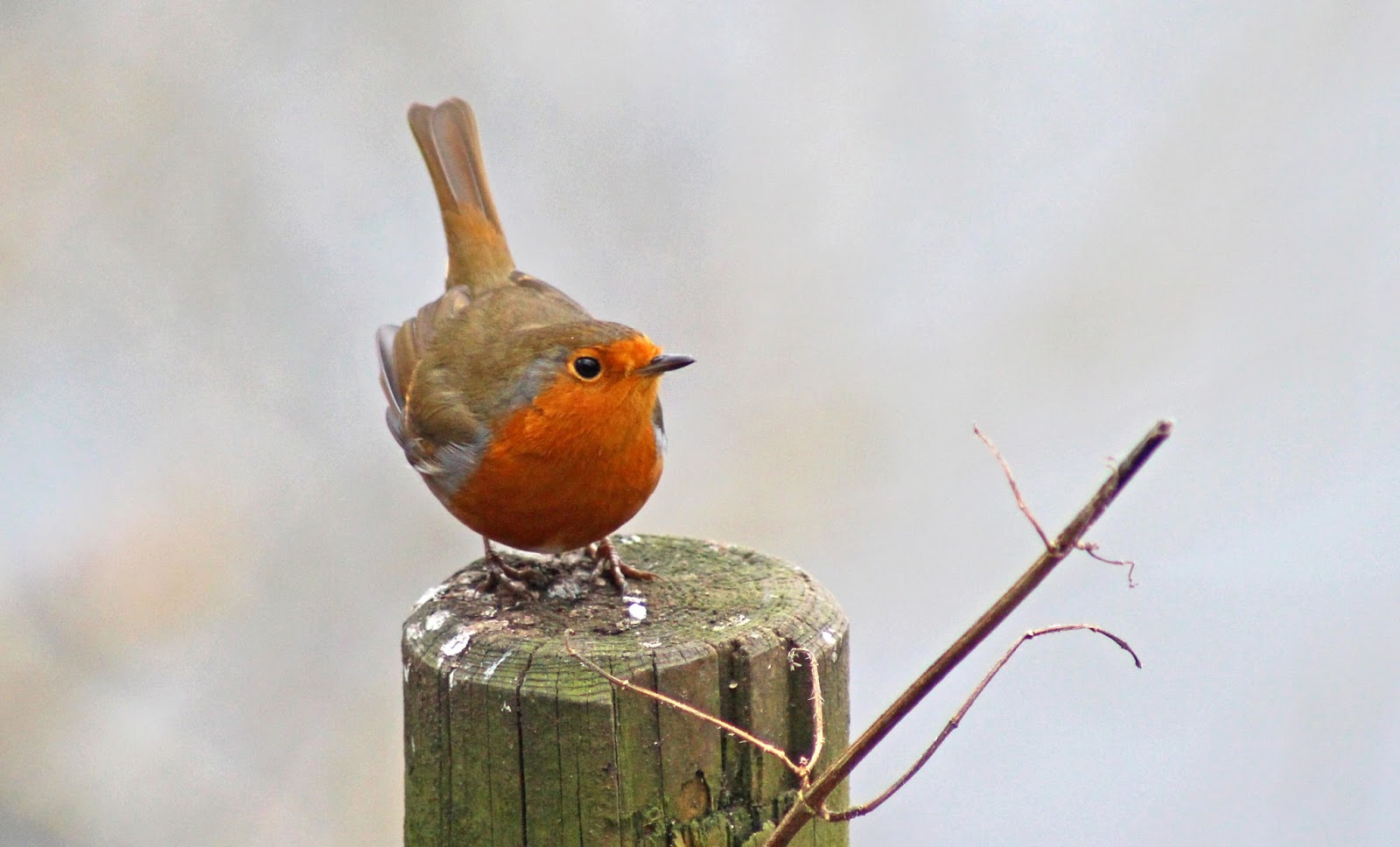 sconzani British birds Little Robin Redbreast