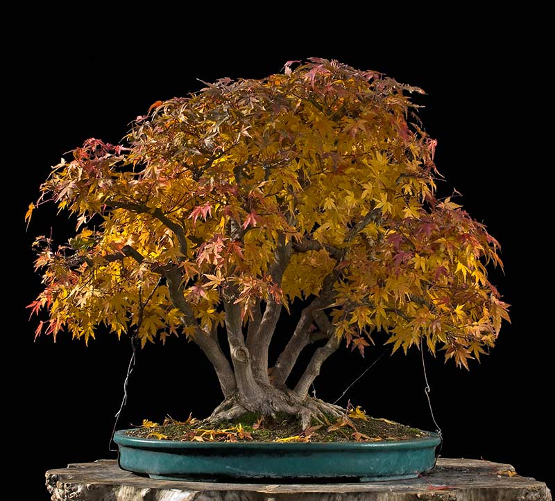 Walter Pall Bonsai Articles Refurbishing a Japanese maple the "hedge