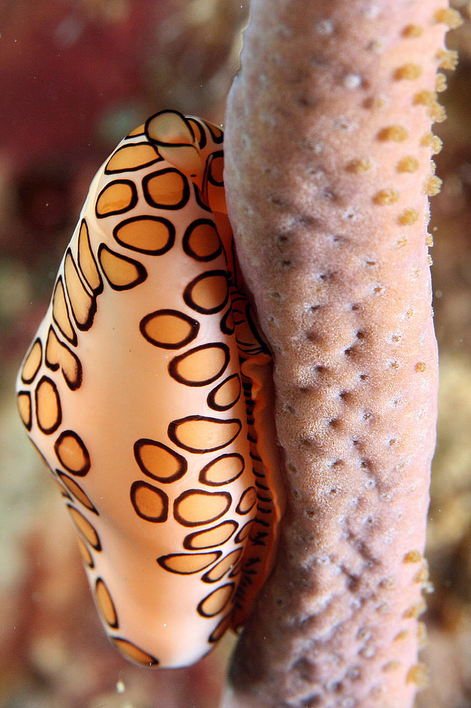 Real Monstrosities Flamingo Tongue Snail