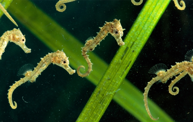 All Things Cool SEAHORSES