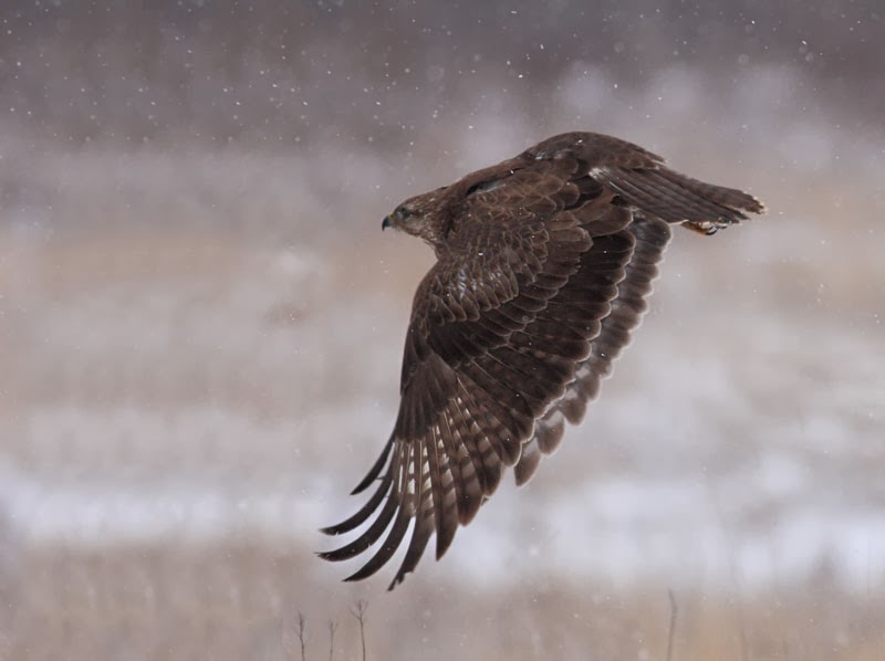 Common Buzzard Buteo buteo photography by Iordan Hristov Common Buzzard Buteo buteo photography by Iordan Hristov