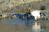 Ibis