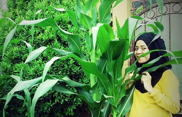 Pengendalian Hama terpadu Tanaman Jagung thumbnail postingan