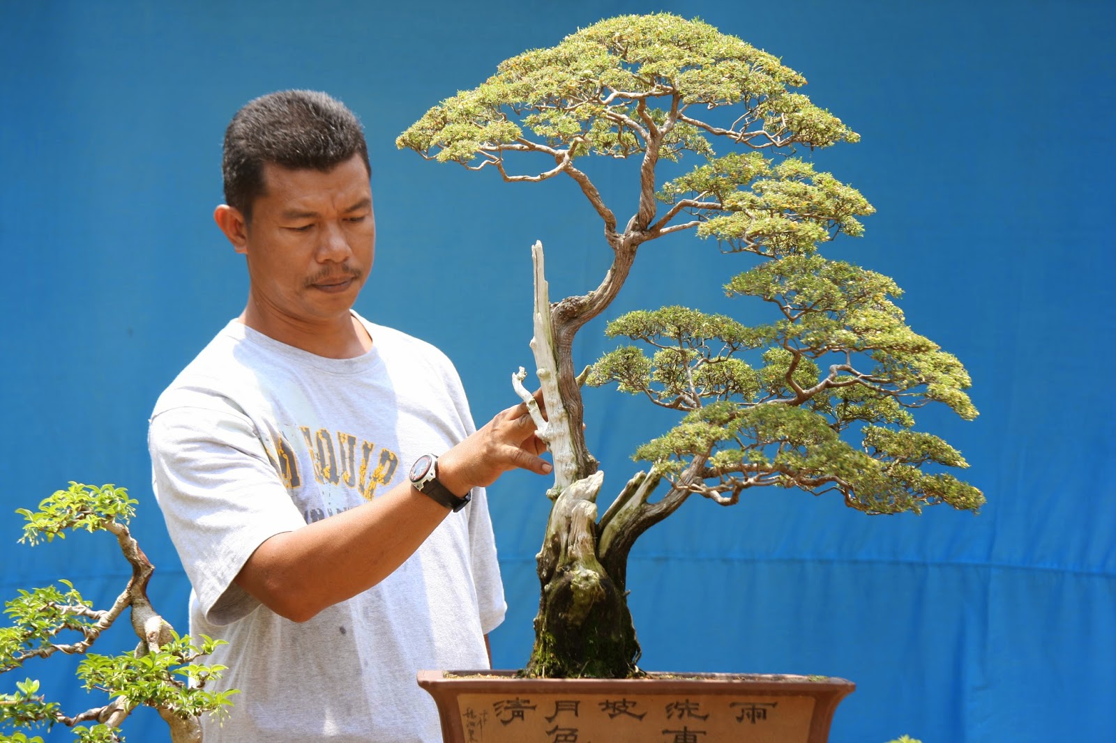Mat Yie Garden BONSAI IN MALAYSIA CUCUR ATAP (BEACKEA FRUTECENSES)