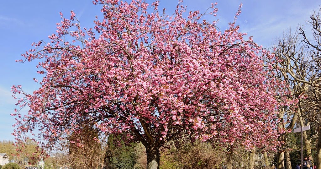 cherry tree growth rate plantwerkz cherry blossom prunus serrulata cherry tree growth rate plantwerkz cherry blossom prunus serrulata