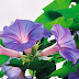 Bài thuốc chữa bệnh viêm thận mãn tính bằng cây bìm bịp Bài thuốc chữa bệnh viêm thận mãn tính bằng cây bìm bịp