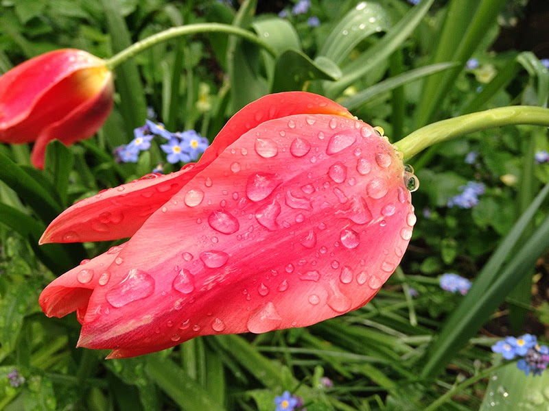 Living On The Edge..... Everything's Coming Up Tulips