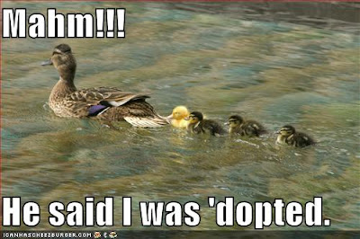 funny-pictures-adopted-duck-water.jpg