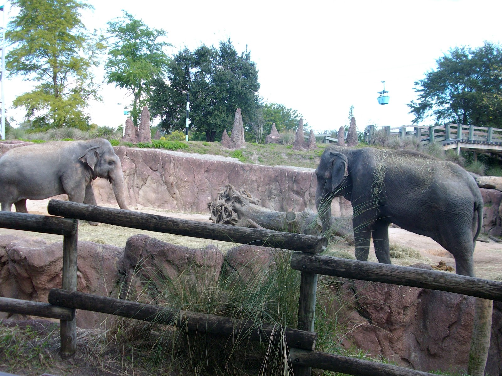 ZooZooReview Busch Gardens Tampa Bay