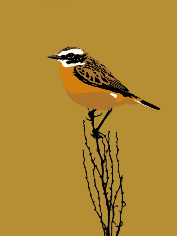 Whinchat