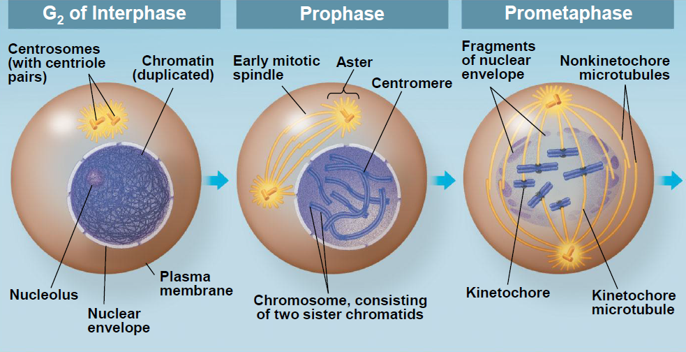 mitosis diagram stages of mitosis labeled www imgkid the image kid mitosis diagram stages of mitosis labeled www imgkid the image kid
