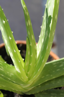 7 Amazing Benefits And Uses For Aloe Vera foto 7 Amazing Benefits And Uses For Aloe Vera images