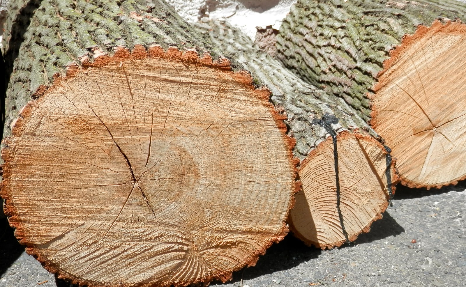 The Bare Mother Earth DIY Tree Coasters