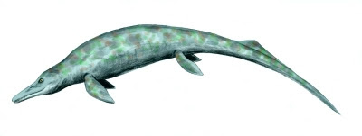 Ichthyosauria Cymbospondylus