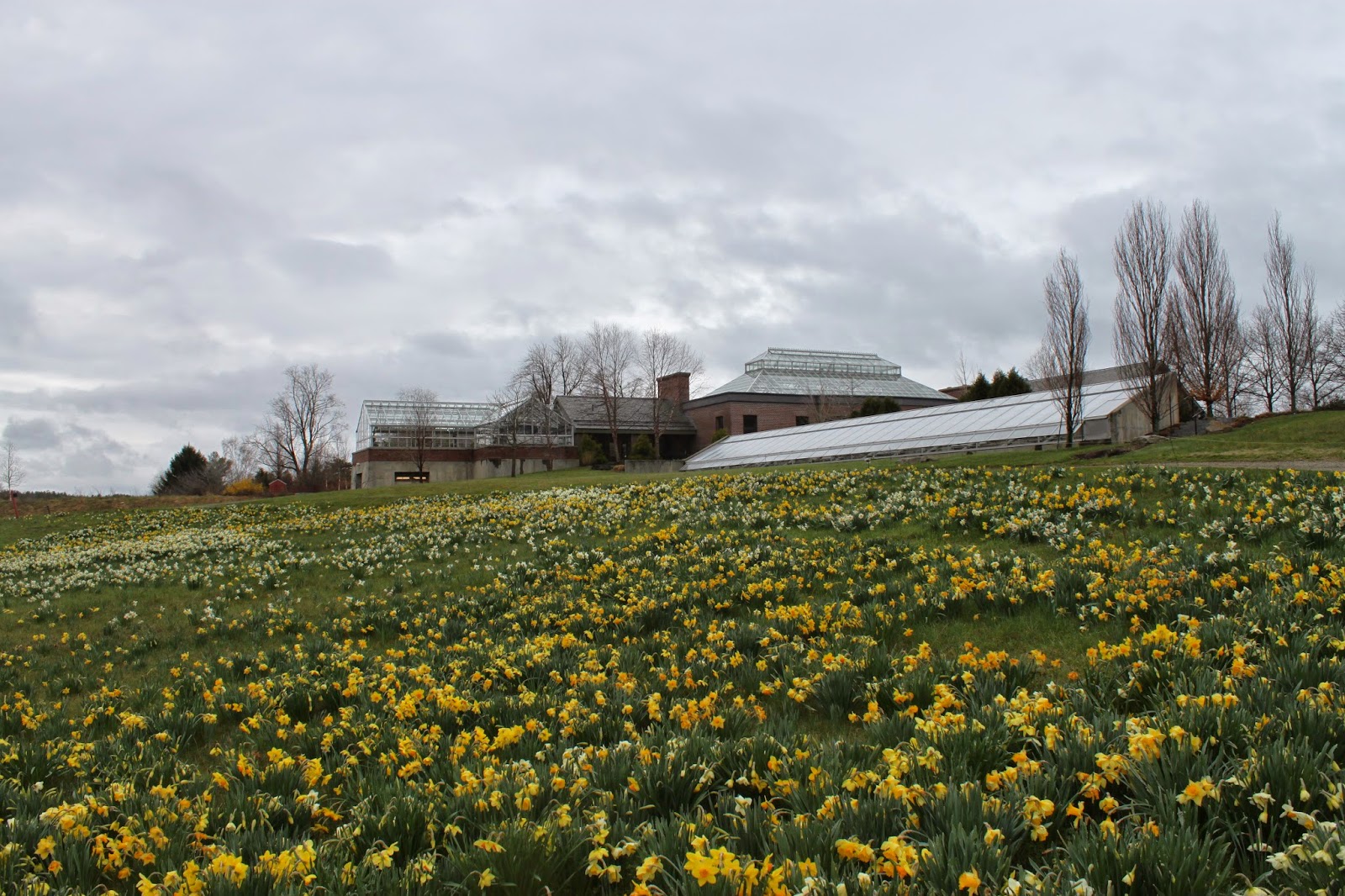 A Lady in Boston Nearby Tower Hill Botanic Garden