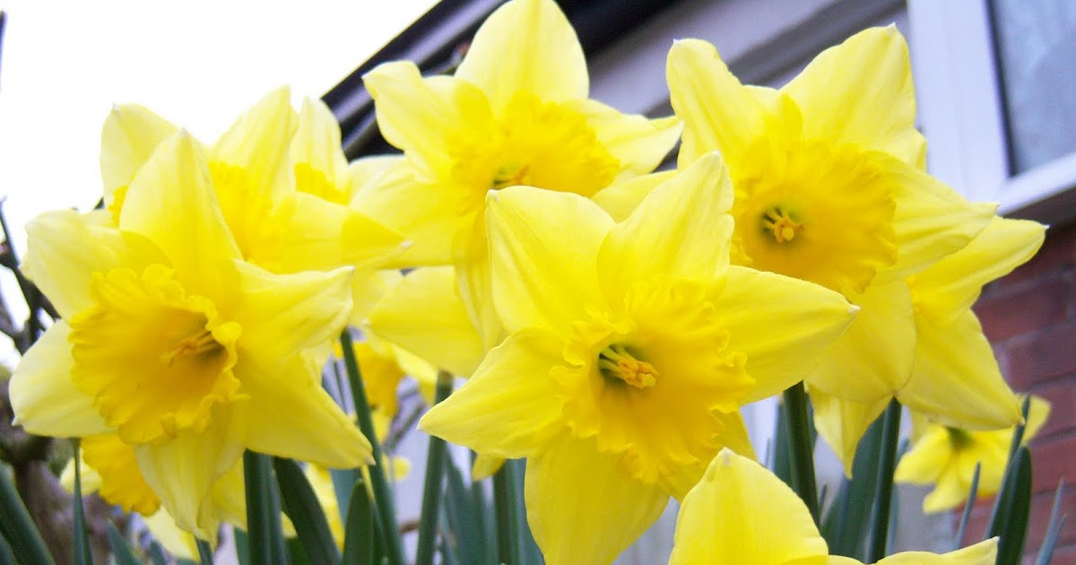 Dannysbirds Spring flowers being pollinated by Bees