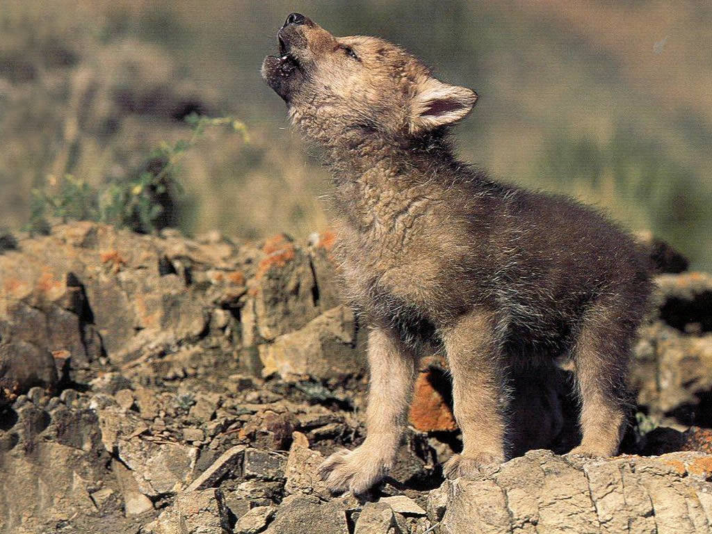 Wolf Pup Backgrounds