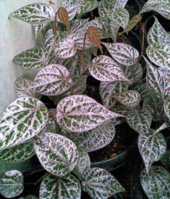 Manfaat Obat Daun Sirih Merah Untuk Diabetes, Jantung, Radang Mata dll