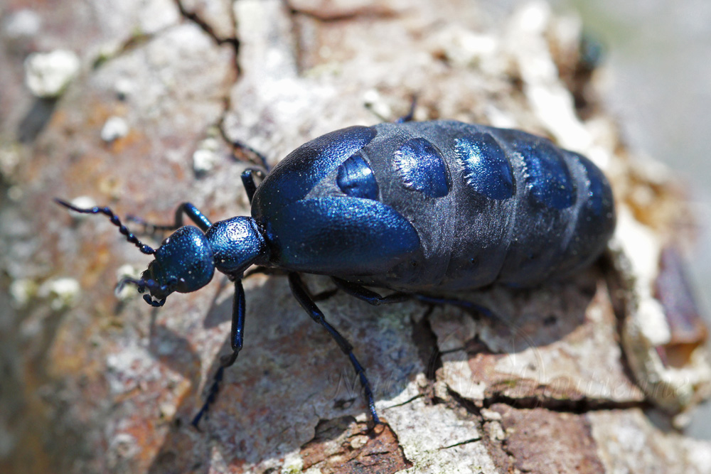 Photo Nature Lilliputienne (macrophotographies) Meloe proscarabeus, le