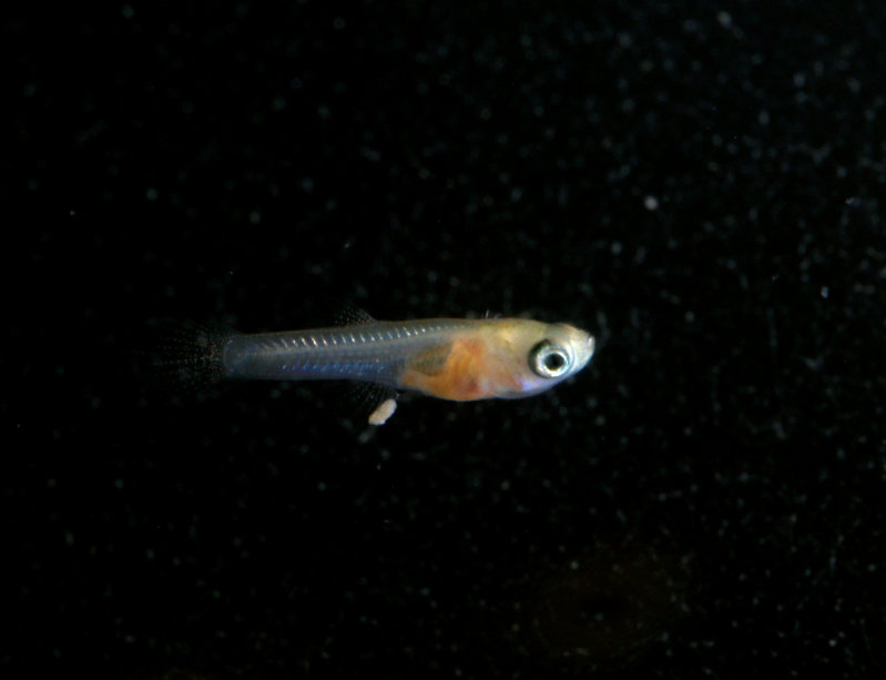 Best Food For Baby Guppies Best Food For Baby Guppies