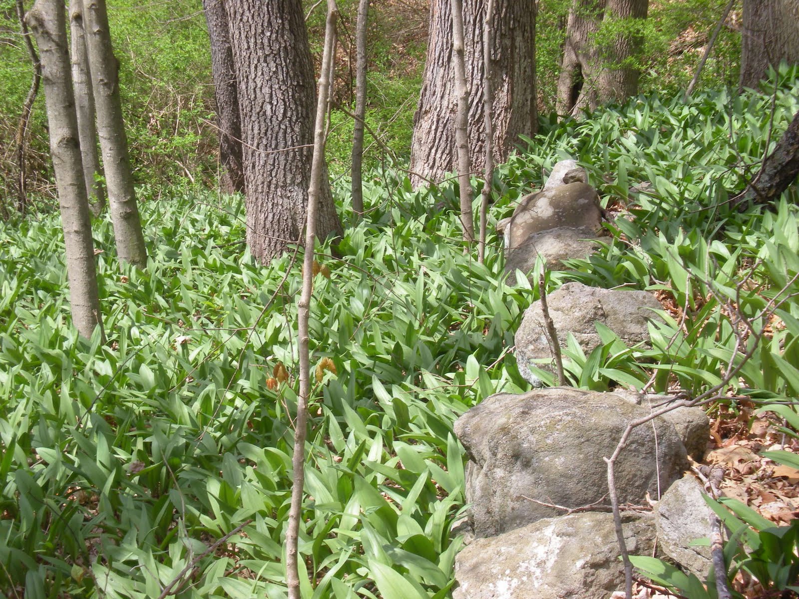 The 3 Foragers Foraging for Wild, Natural, Organic Food Ramps Recipe