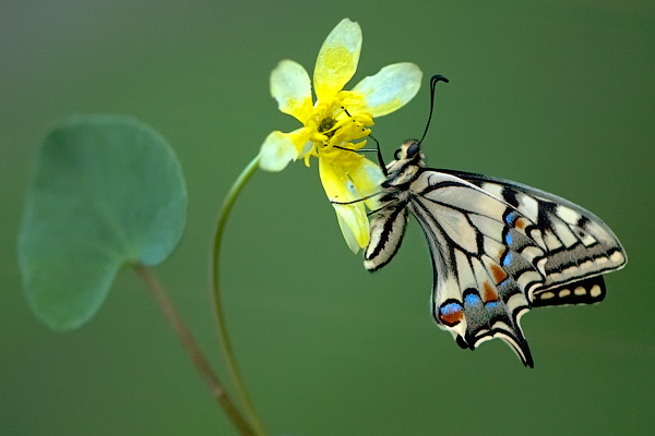 Парусник Махаон (Papilio machaon) 
