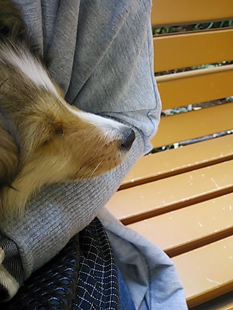 犬と池をめぐる生活 2月 15