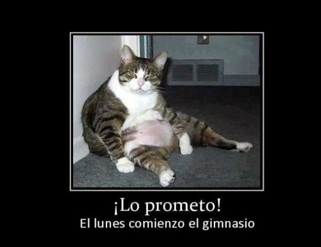 imagenes chistosas con frases , chistes 