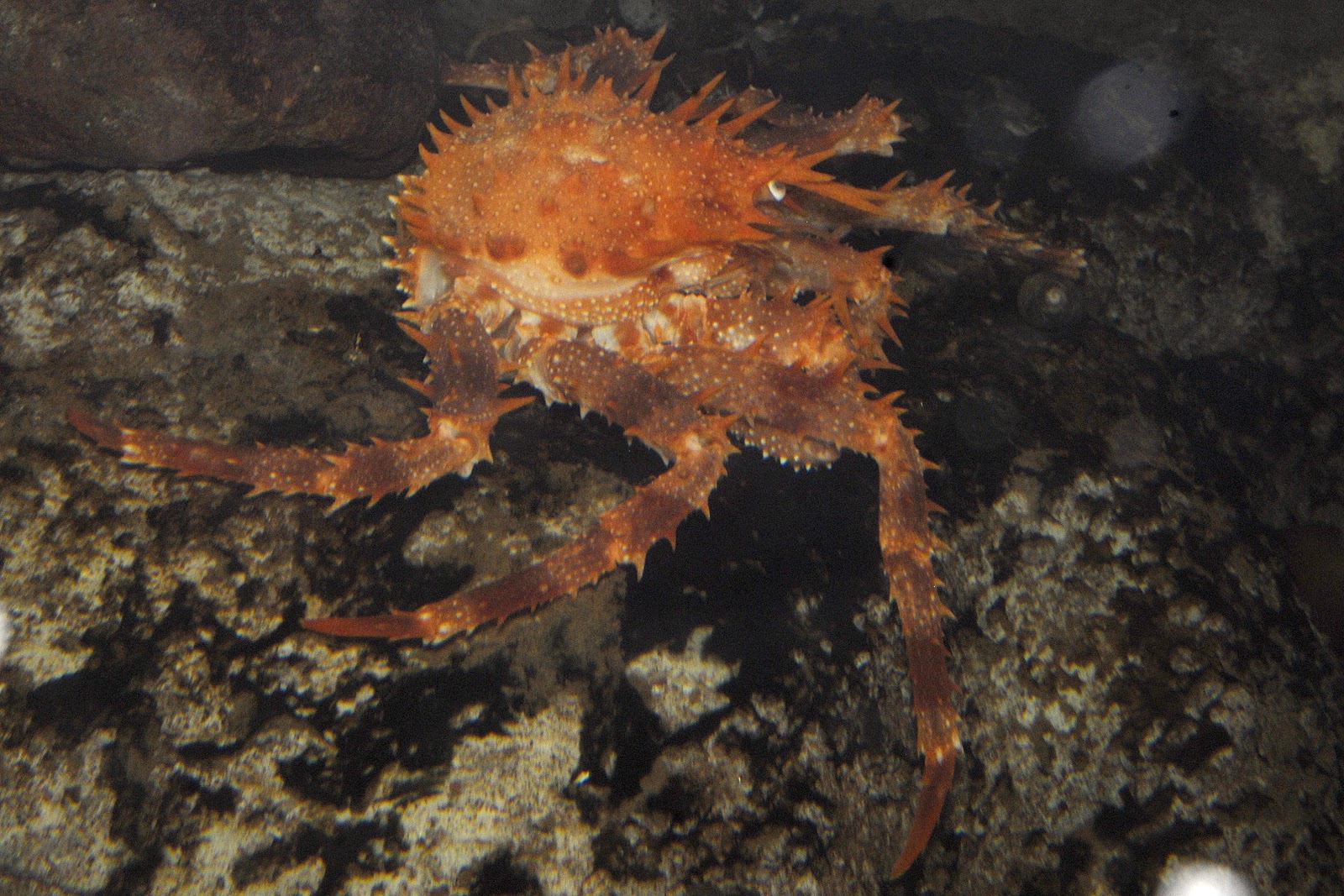 Huntsman Marine Science Centre The Norway King Crab