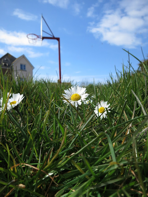 Daisies in grass in front of flats and basket ball hoop.