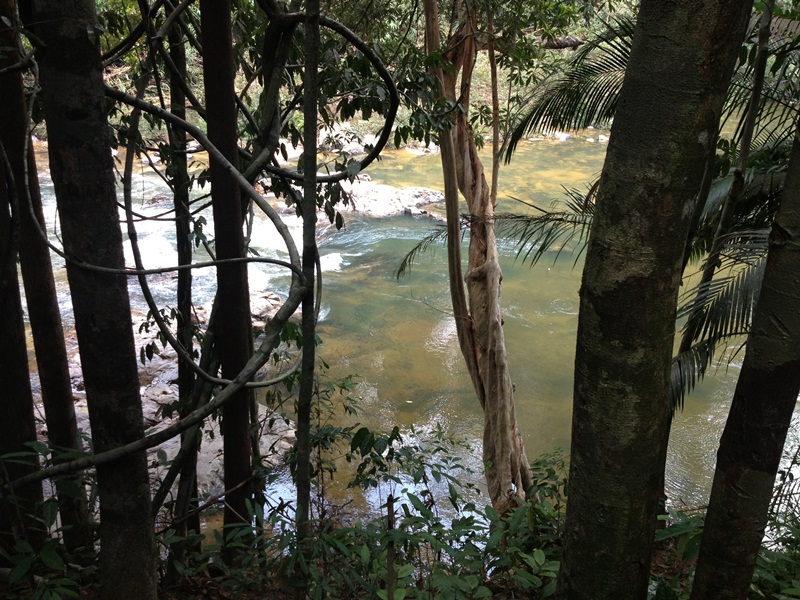 I D E A L S Taman Negeri Endau Rompin Pahang Malaysia