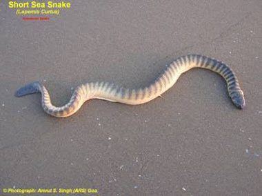 Short Sea Snake (Lapemis curtus)