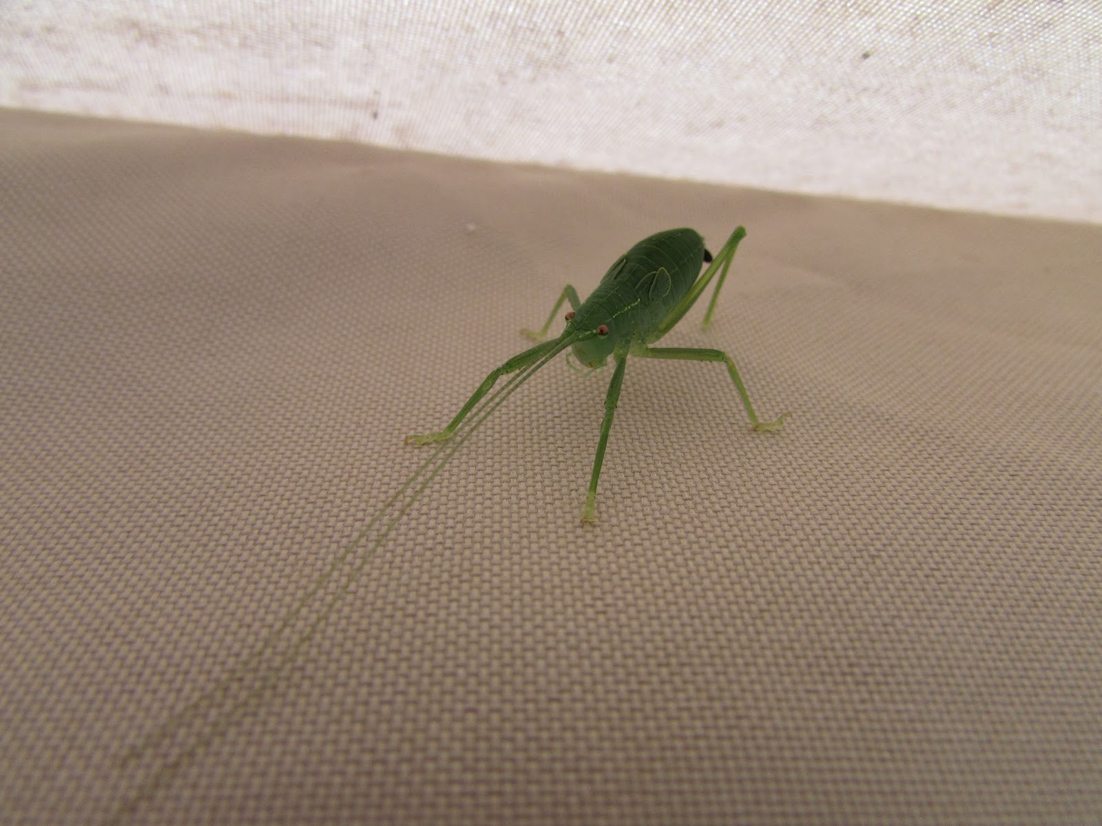 Our Life in Illinois Insects