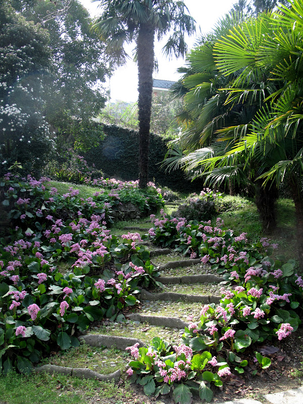 ou planter bergenia