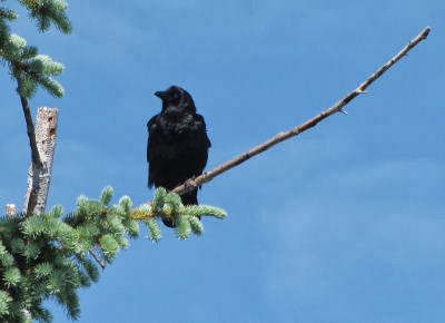 crow
