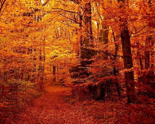 Autumn-pictures-+Wallpaper-Photos-gallery-2011-020