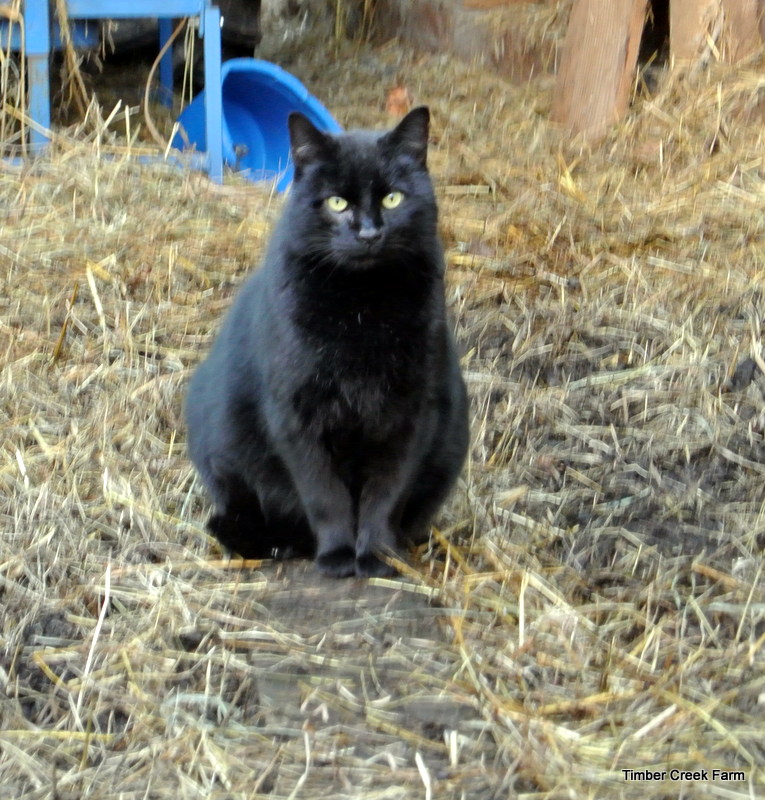 The Care and Feeding of Barn Cats Timber Creek Farm