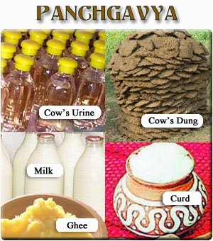 Cow Urine - One of Panchgavya Cow Urine - One of Panchgavya