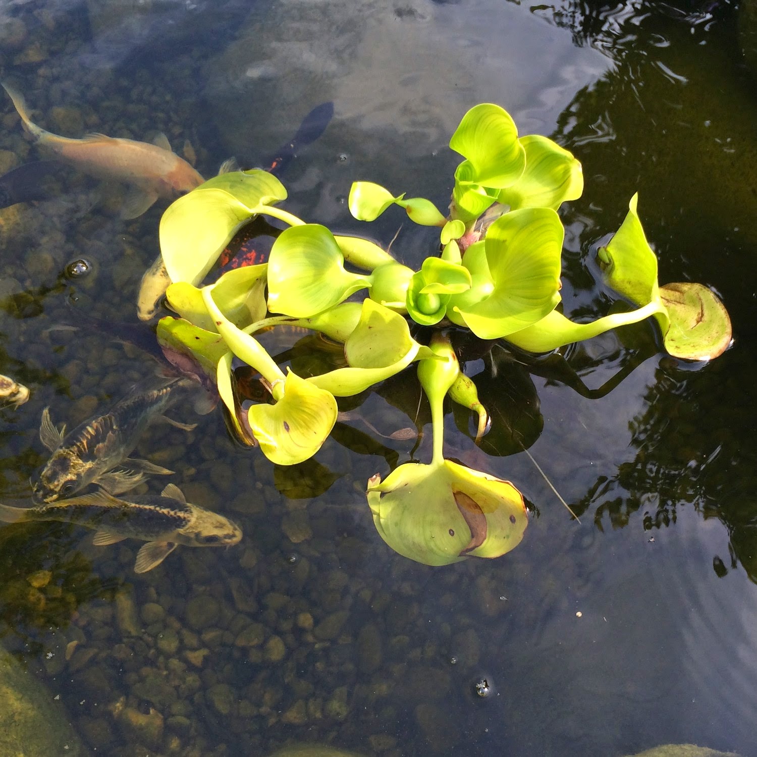 Water Hyacinth turning yellow?
