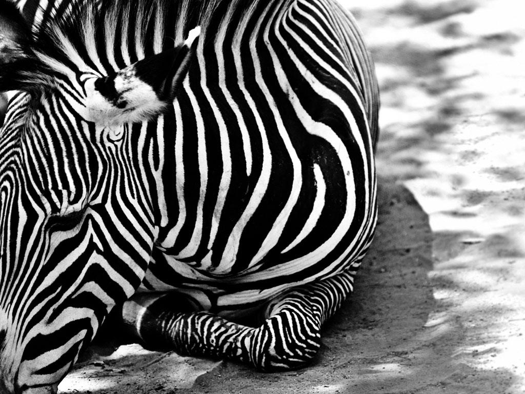 http://4.bp.blogspot.com/-NiuJ2pvzyPM/TwY5nC5PalI/AAAAAAAACqY/E8_ln6Bq0pU/s1600/wallpaper-zebra-728410.jpg