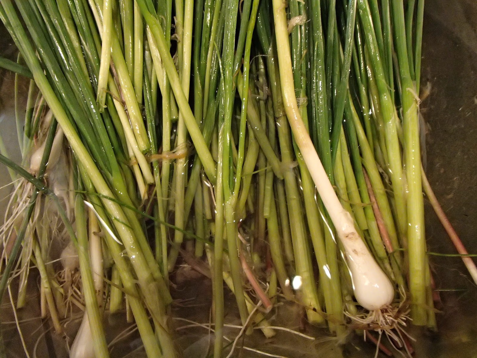 Ridge Berry Farm Scapes, Ramps...and the Gift Economy