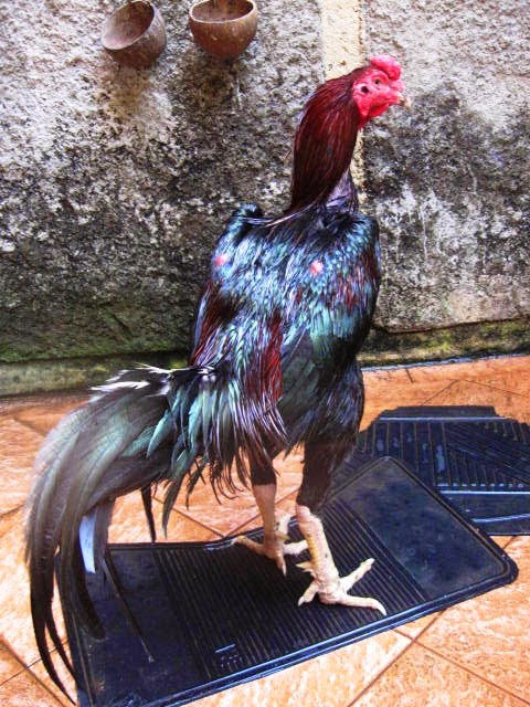 MELIHAT FOTO AYAM JAWARA TERBARU | Berbagai Macam Ayam