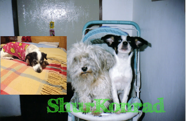 Cachorra a los 21 años y a los 11 meses ShurKonrad