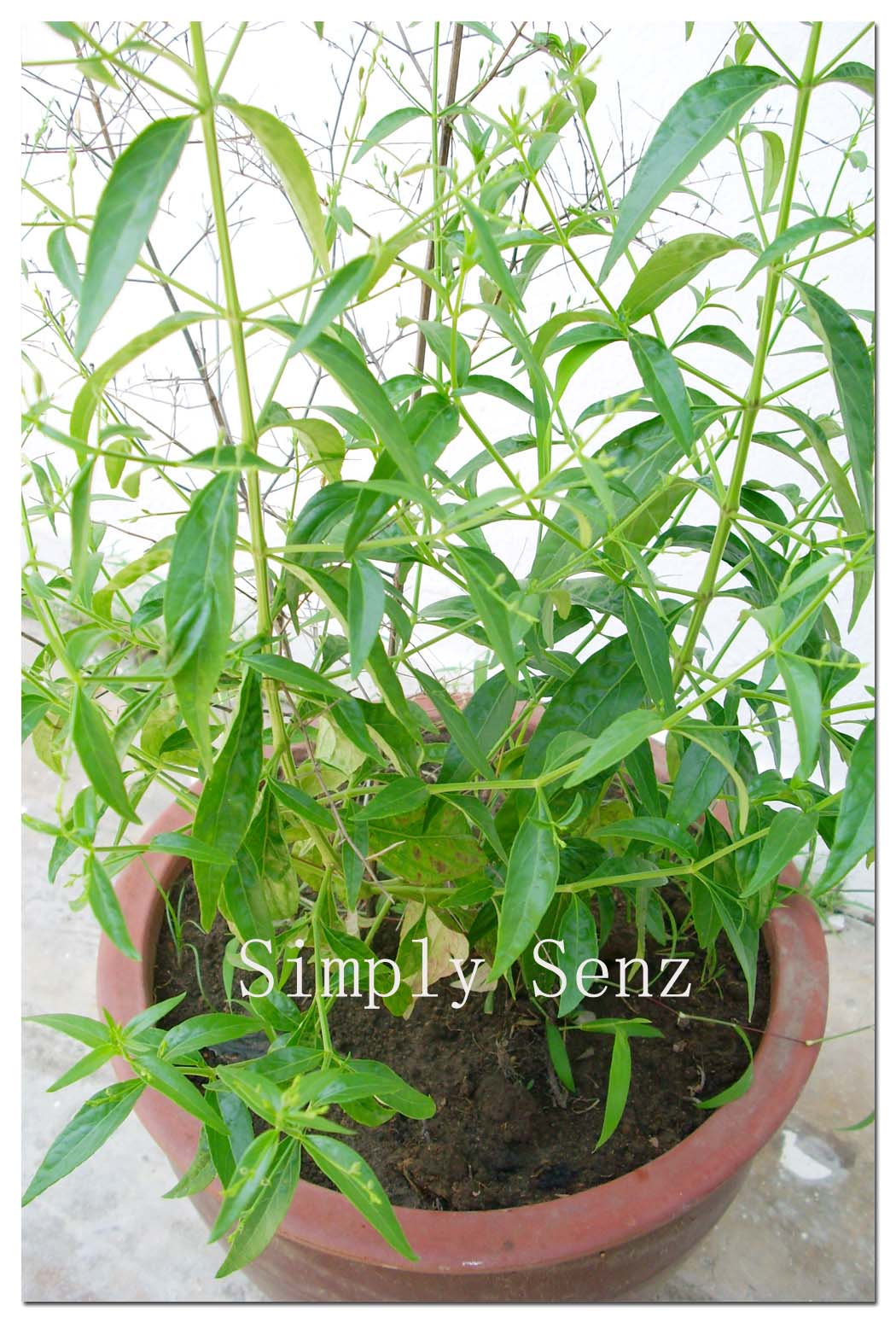 Simply Senz Giant Detox Fruit and herbal Detoxification for Lymphatic