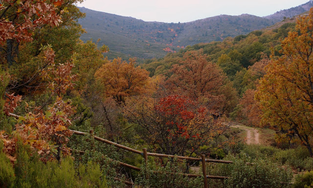 Bosques de otoño en la Sierra del Rincón de Madrid